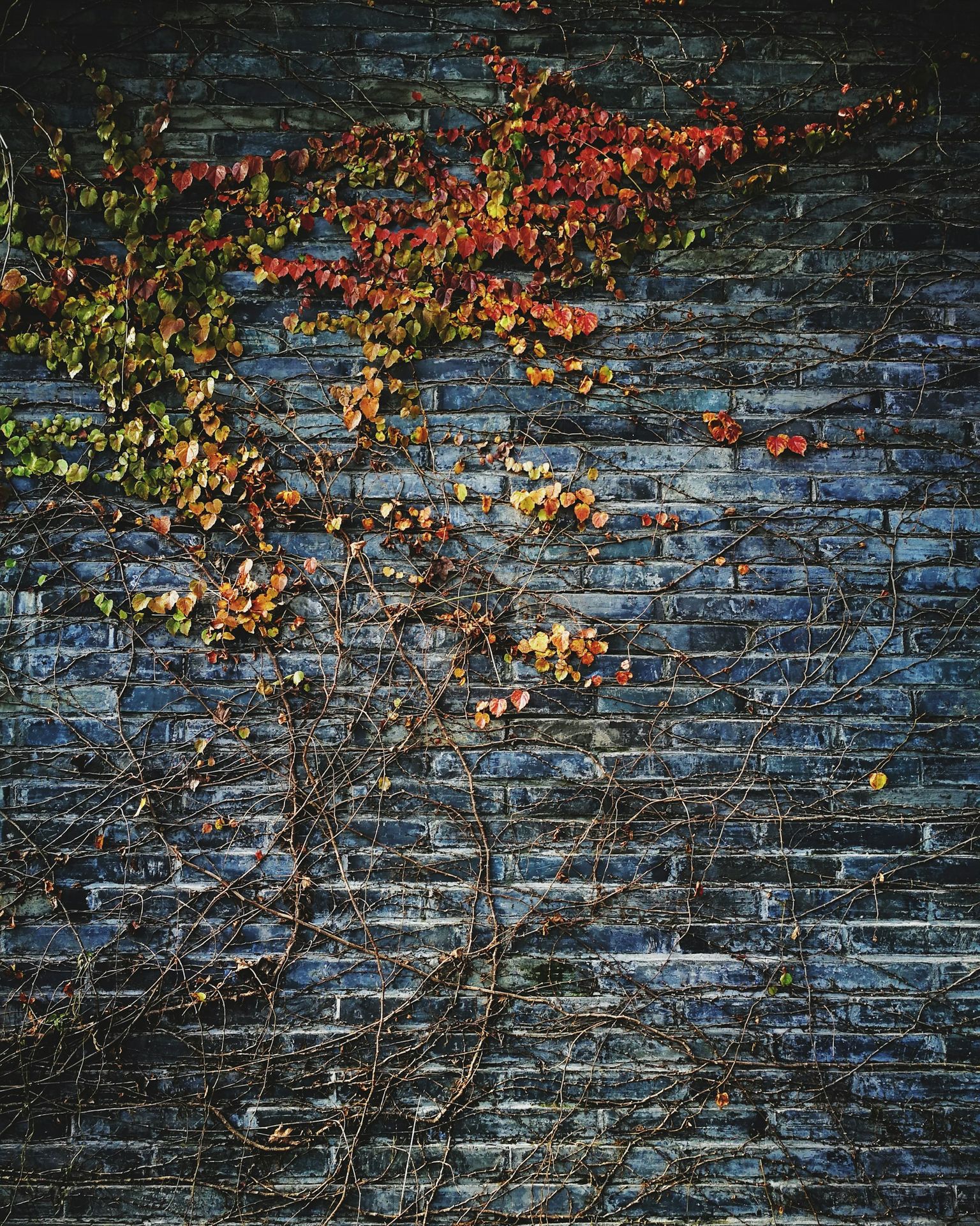green leafed plant on wall